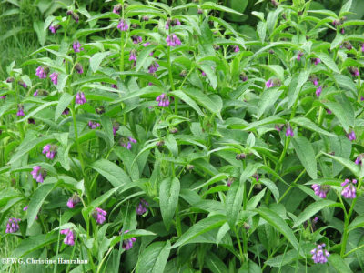 Comfrey (Symphytum officinale)