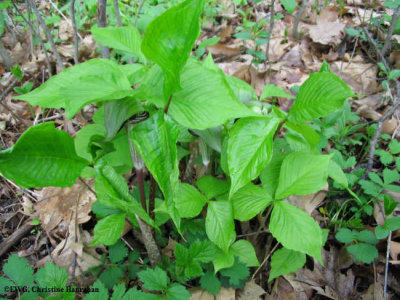 Jack-in-the-pulpit (Arisaema triphyllum)