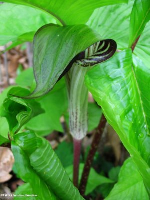 Jack-in-the-pulpit (Arisaema triphyllum)