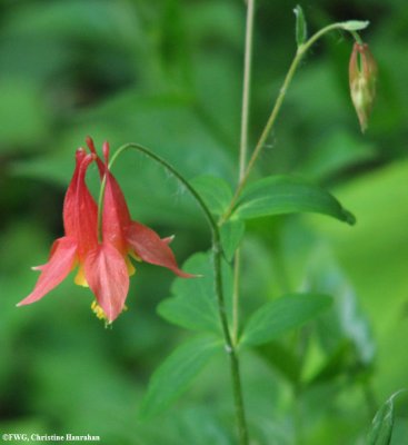 Columbine (Aquilegia canadensis