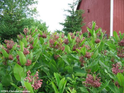 Common milkweed (Asclepias syriaca