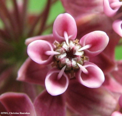 Common milkweed (Asclepias syriaca) closeup