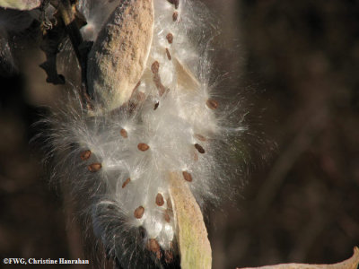 Common milkweed (Ascelpias syriaca) seeds
