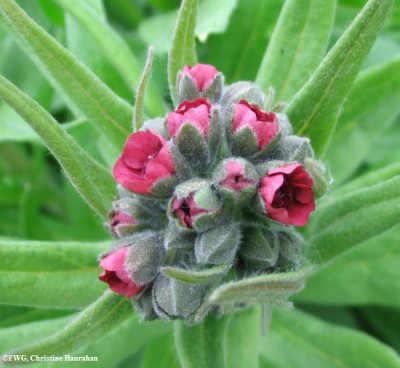 Hound's tongue (Cynoglossum officinale)
