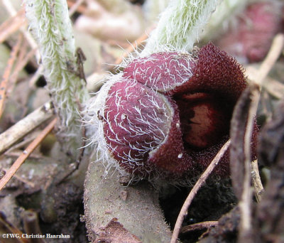 Wild ginger (Asarum canadense)