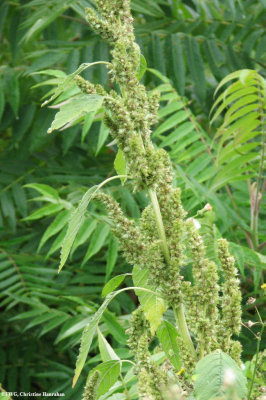 Redroot pigweed (Amaranthus retroflexus)