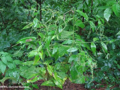 Virginia stickseed  (<em>Hackelia virginiana</em>)