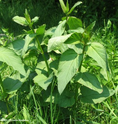 Figwort  (Scrophularia lanceolata)