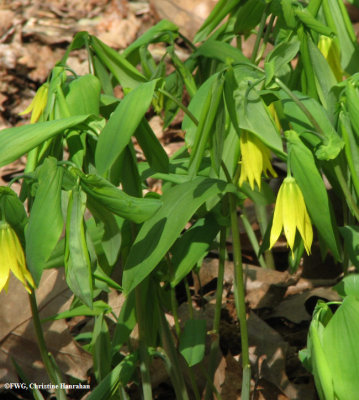 Bellwort (Uvularia grandiflora)