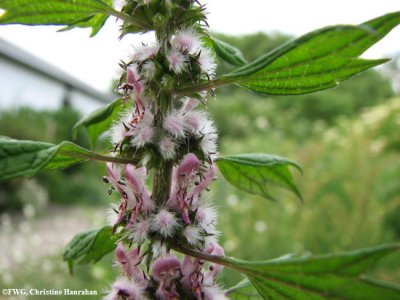 Motherwort (Leonurus cardiaca)