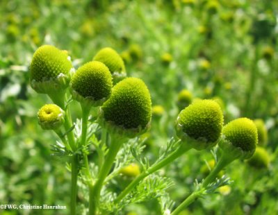 Pineapple weed (Matricaria matricarioides)