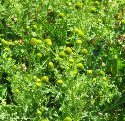 Pineapple weed (Matricaria matricarioides)