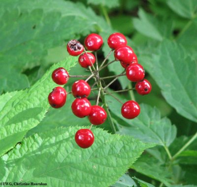 Red baneberry (Actaea rubra) seeds