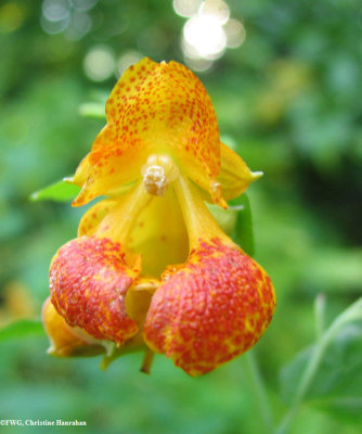 Jewelweed or Spotted touch-me-not (Impatiens capensis)