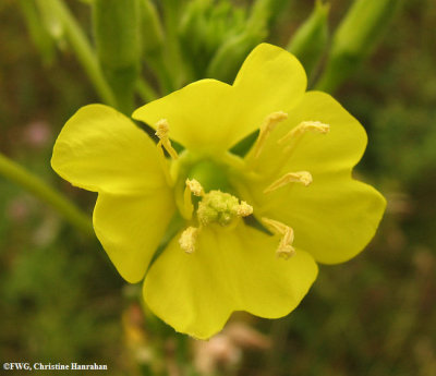 Evening primrose (Oenothera biennis)