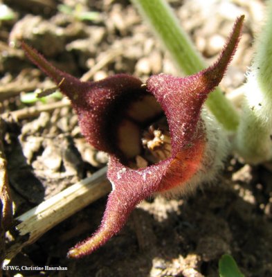 Wild ginger (<em>Asarum canadense</em>)