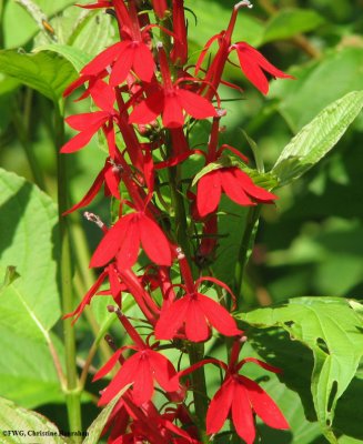 Cardinal flower (Lobelia cardinalis)