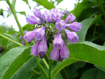 Comfrey (Symphytum officinale)