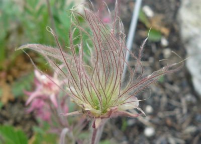 Prairie smoke (Geum triflorum)