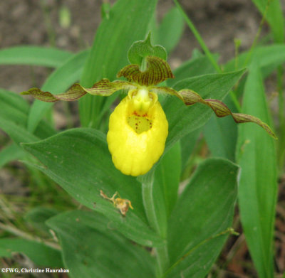 Yellow Lady's-slipper (Cypripedium parviflorum)