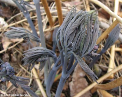 Blue cohosh (Caulophyllum thalictroides)