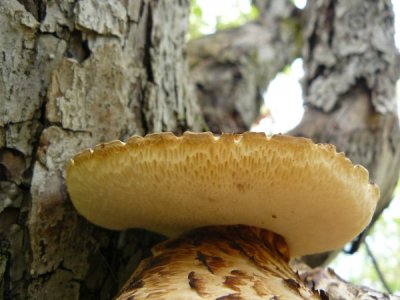 Dryad's saddle (Polyporus squamosus), underside