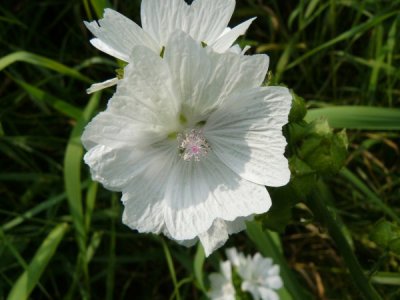 Mallow, high (Malva sylvestris)