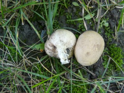 Puffballs