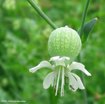 Bladder campion (Silene vulgaris)