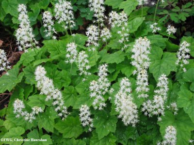 Foamflower or Tiarella (Tiarella cordifolia)