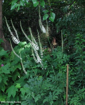 Black snakeroot  (Sanicula marilandica)