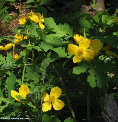 Wood poppy (<em>Stylophorum diphyllum</em>)