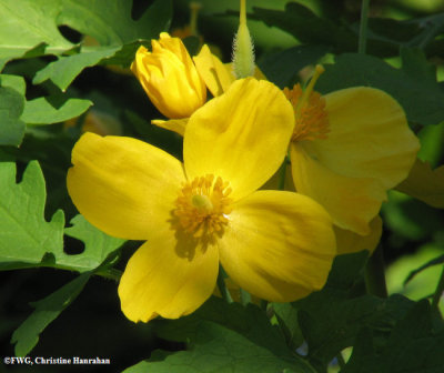 Wood poppy (Stylophorum diphyllum)