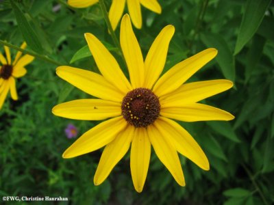 Black-eyed susan (Rudbeckia sp.)