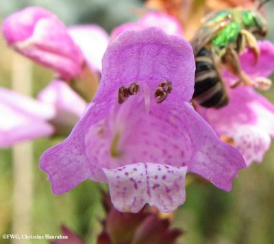 Obedient plant (Physostegia virginiana)