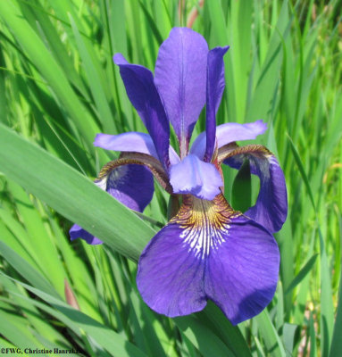 Iris sp.