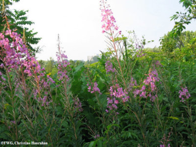 Fireweed (Epilobium angustifolium)