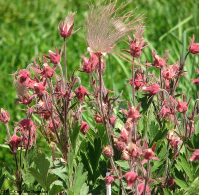 Prairie smoke  (Geum triflorum)