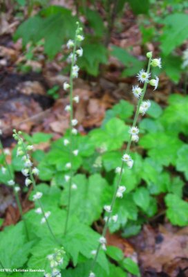 Mitrewort (Mitella diphylla)