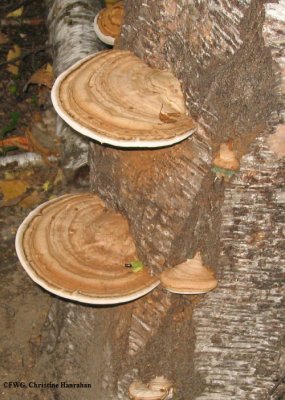 Artists conk  (Ganoderma applanatum)