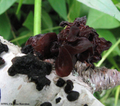 Jelly fungus, possibly Tremella sp.