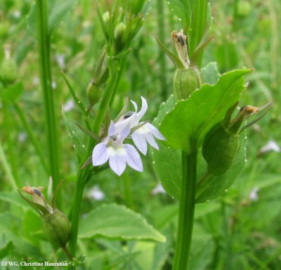 Indian tobacco (Lobelia inflata)