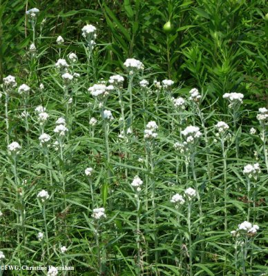 Pearly everlasting (Anaphalis margaritacea)