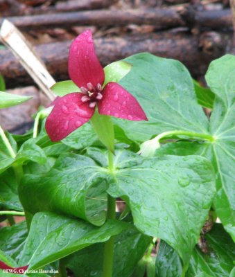 Trillium, red (Trillium erectum)