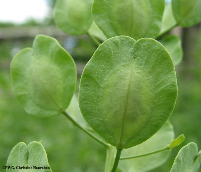 Field penny-cress (Thlaspi arvense)  seed pod