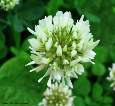 Clover, White  (Trifolium repens)