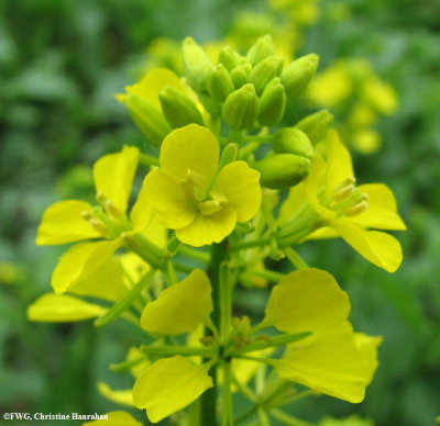 Charlock   (<em>Brassica kaber</em>)