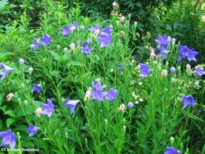 Harebells  (Campanula rotundifolia)