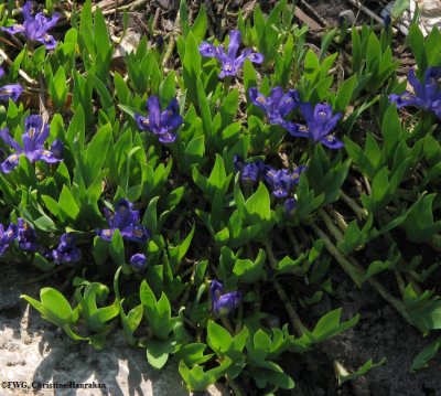 Iris, dwarf ( Iris lacustris)