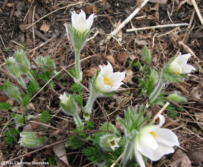 Pasqueflower  (Anemone patens)